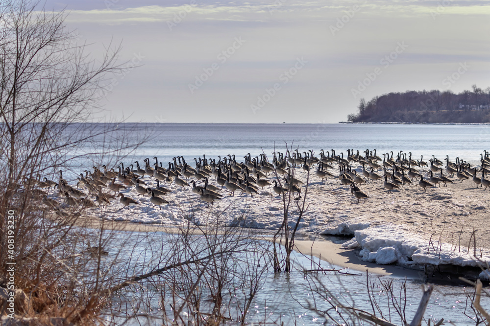 Canvas Prints Flock of Canada geese on the shores of Lake Michigan