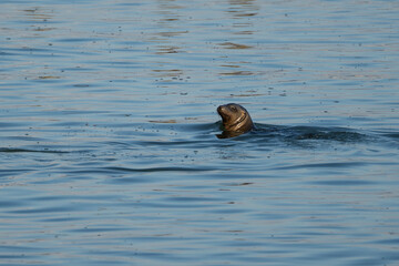 sea lion swimming in the water