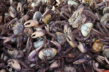 close up view of a pile of dried fish