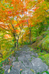 Fototapeta premium 愛知県豊田市 大井平公園の紅葉