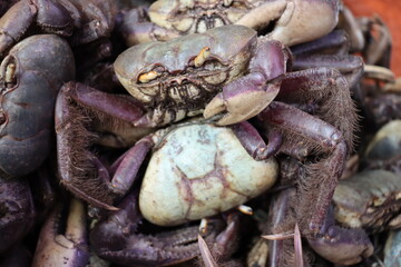 close up of crab