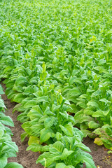 View of green tobacco plant in field at Chiang Rai,THAILAND.Tobacco plantations in Asia.