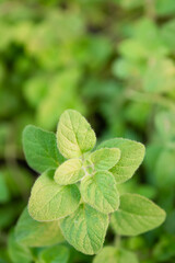 Fresh oregano in the garden.herb in nature.Herbs are used as food.