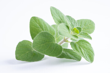 Green oregano on white background. Fresh oregano on a white scene.