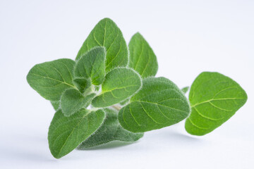 Green oregano on white background. Fresh oregano on a white scene.