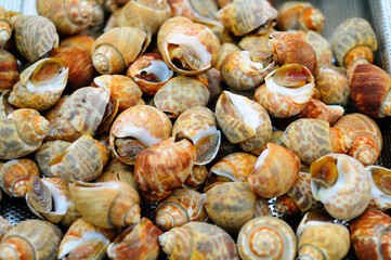 Grilled Snails