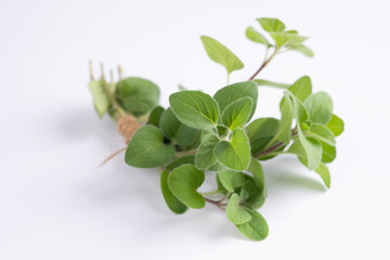 Green oregano on white background. Fresh oregano on a white scene.