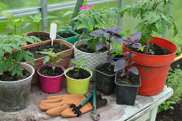 Young sprouts of tomato and pepper vegetables with working tools and gloves in greenhouse.