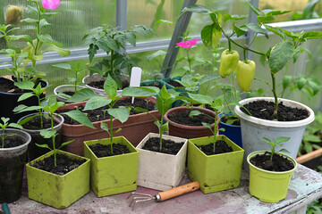 Young seedlings of pepper in pots with working tool on the table in greenhouse.