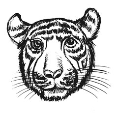 Head of wild tiger. Motifs of wildlife