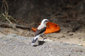 robin on the beach