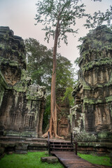 Та Prohm is the temple, it rains in the rainy season.The preserved symbiosis of stone and wood...