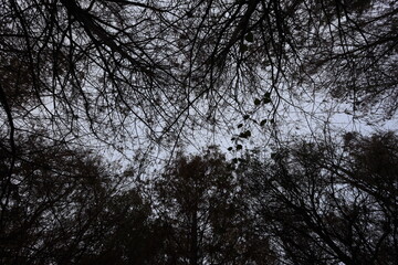 Green Cay Wetlands Foggy Day Boynton Beach Florida 