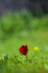 Red anemone flower in a green grass, blurred background