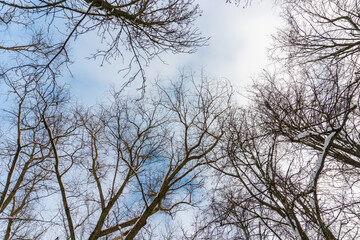 Tree crowns from bottom to top in winter and blue spring sky