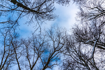 Tree crowns from bottom to top in winter and blue spring sky