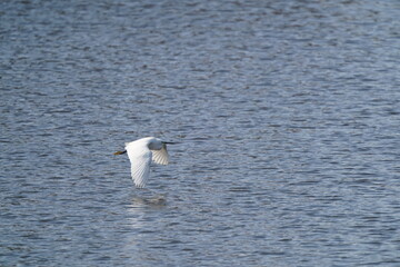 Fototapeta na wymiar egret in flight