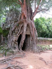 Ta Prohm temple site 