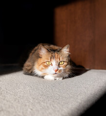 Cat ready to pounce or jump. Cute female torbie kitty is crouching in sunshine framed by dark heavy shadows. The cat is in hunting mode with intense stare at camera. Selective focus on cat head.