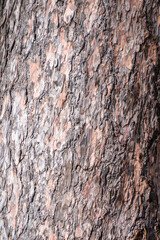 Obraz premium Bark of pine tree. The texture of spruce bark.