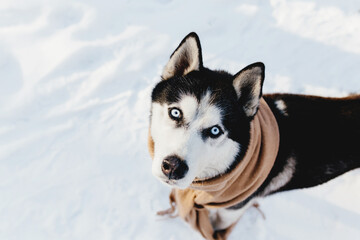 Husky wrapped in a scarf in a snowy forest