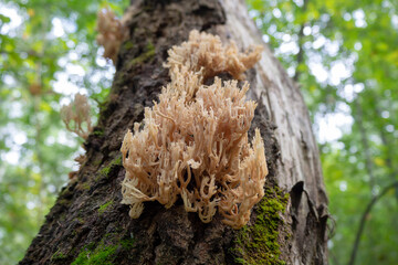 The edible mushroom Artomyces pyxidatus grows on a tree trunk. Fungus close-up. Macro.