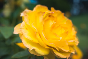yellow rose flower