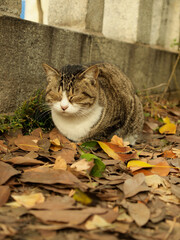 秋の落ち葉の上で寝る猫