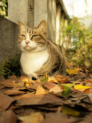 Naklejka na ściany i meble 秋の落ち葉の上で座る猫