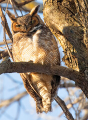 Great horned owl standing on a tree branch, Quebec, Canada

