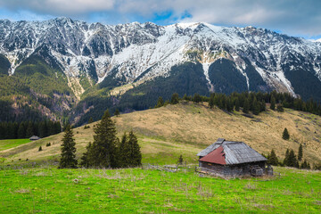 Alpine pasture scenery with snowy mountains in background, Transylvania, Romania