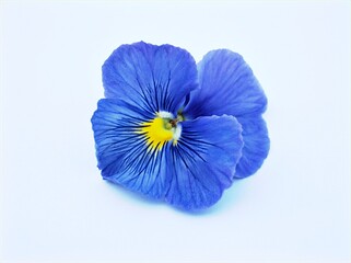 Violet pansy flower isolated on white background ,macro image ,sweet color ,red blue purple violet yellow orange	