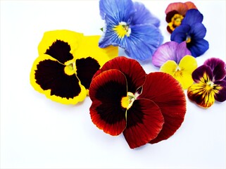 Colorful pansy flower isolated on white background ,macro image ,sweet color ,red blue purple violet yellow orange	