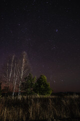 Starry sky over birch and pine