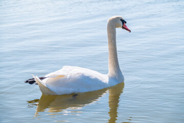 Graceful white Swan swimming in the lake, swans in the wild. Portrait of a white swan swimming on a lake.