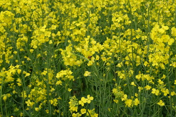 Canola Field