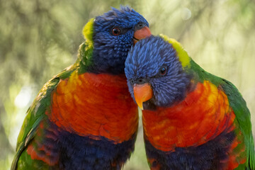 A pair of rainbow lorikeet parrots grooming each other