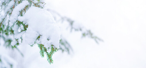 A spruce branch in the snow.