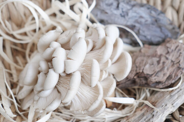 a bunch of a oyster mushrooms in a basket . fresh grown mushrooms