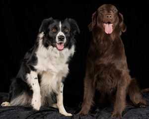 Studio image of a Border Collie and a Flat Coat Retriever.