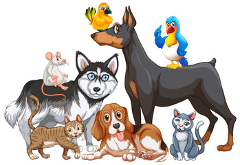 Group of pet on white background