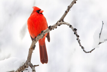 Northern Cardinal sitting on a branch in winter, Quebec, Canada