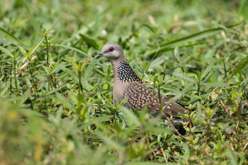 Spotted dove (Spilopelia chinensis) is a dove family. This dove found at village of Eastern Nepal.