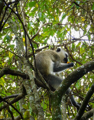 lemur on tree