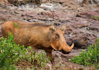 wild boar