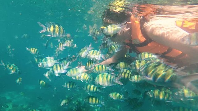 Young male diver wearing swimsuit and goggles feeding school of fish underwater while swimming and snorkeling in the clear waters of Phi Phi Island, Phuket, Thailand