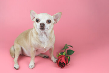 brown Chihuahua dog looking at camera, sitting  by  red rose on pink background. Funny  pets  and Valentine's day concept