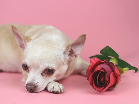 brown Chihuahua dog looking at camera. lying down with red rose on pink background. Cute  pets  and Valentine's day concept