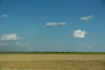 Obraz premium Wheat field followed by a sunflower field and forest