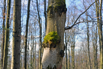 Tree trunk with moss in the forest